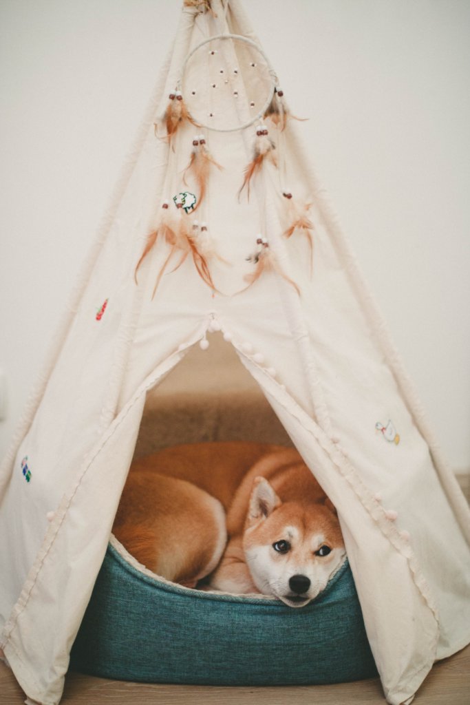 犬 キャンプ